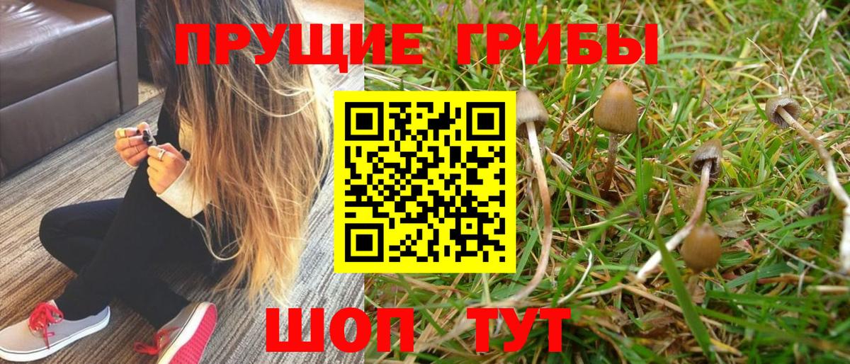 Уварово  Псилоцибиновые грибы Psilocybine cubensis  Вход с VPN 